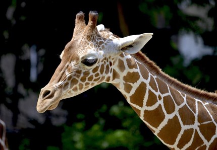Tutte le curiosità sulle giraffe