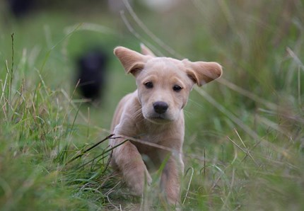 Labrador, maestro di pet therapy