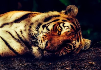 Dieci tigri bloccate in Polonia