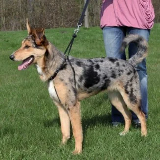 Trixie Pettorina da addestramento EasyWalk Basic