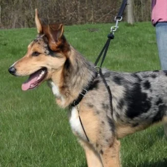 Trixie Pettorina addestramento Lead'n'Walk Basic