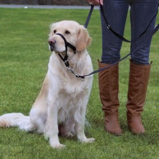 Trixie Top Trainer - collare a cavezza