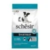 SchesirSchesir Small maintenance (pesce)
