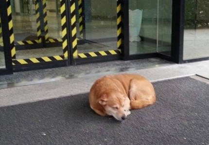 Aspetta il padrone fuori dall'ospedale