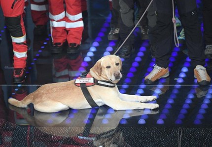 Corto, il labrador eroe conquista Sanremo