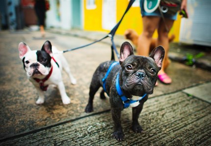 Teheran, vietato passeggiare con i cani