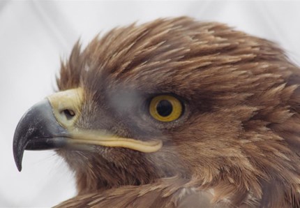 Falco salvato in pieno centro