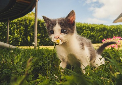 Gatti in vacanza: valigie pronte per il 50% dei felini