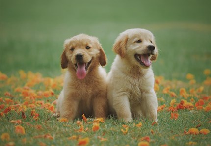 Ieri tutto il mondo ha celebrato il cane