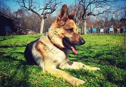 Cane lupo caduto nel Naviglio, la storia