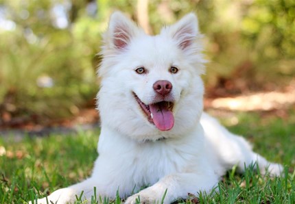 Dai maltrattamenti alla rinascita, una nuova casa per i cani più bisognosi