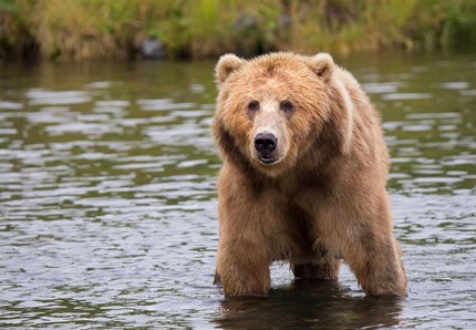 Salviamo l'Orso bruno degli Appennini