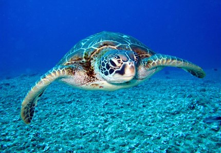 Caos maltempo, salvata tartaruga spiaggiata