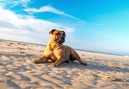 Una spiaggia tutta per loro