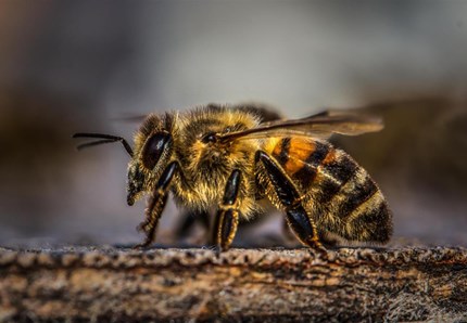 Ritrovata l'ape più grande del mondo