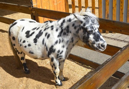 Pony come cane e gatto