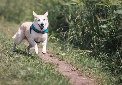 Cani liberi nei boschi, l'allerta del Wwf