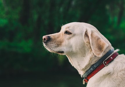 Cane eroe: salva un neonato sepolto vivo