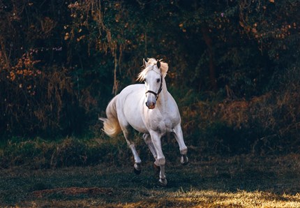 Il film in sella a un cavallo