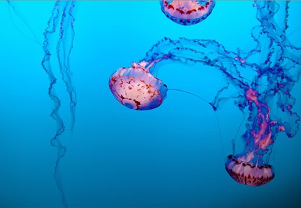 Alla scoperta delle meduse
