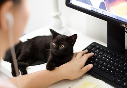 Il gatto nero: significati e curiosità