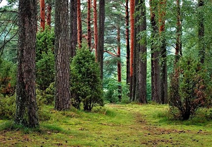 Proteggiamo le foreste