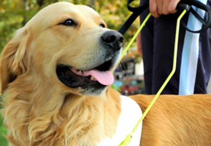 Cani guida, l'iniziativa milanese