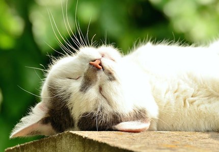 Le fusa? Il mistero felino più bello