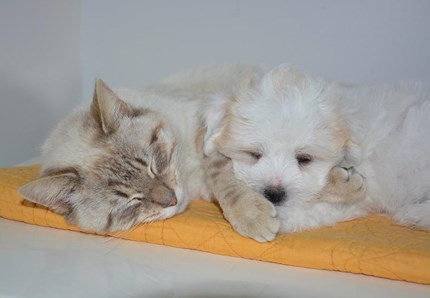 Milano, apre la casa degli animali