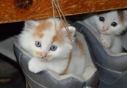 Prendiamo un gattino? Prepariamoci