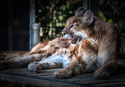 Aleppo, ultimi salvataggi allo zoo bombardato