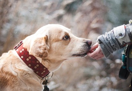 Anziani e animali domestici, accoppiata vincente