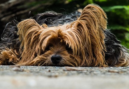 Taiwan: stop al commercio di carne di cane e gatto