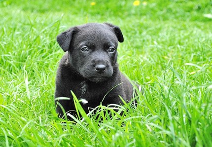 Canada, i bisogni del cane diventano energia