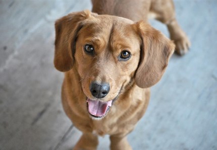 Arriva il traduttore per cani e gatti