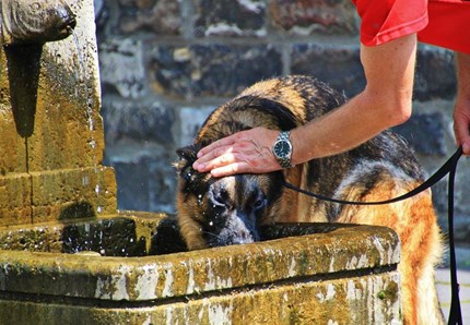 Caldo, come proteggere cani e gatti: i consigli alimentari