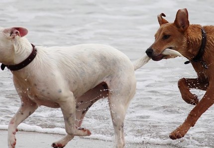 Monogamo o poligamo? Così il nostro cane vive l'amore