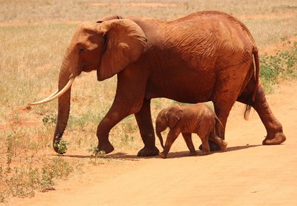 Società e culture animali: svelato ogni segreto