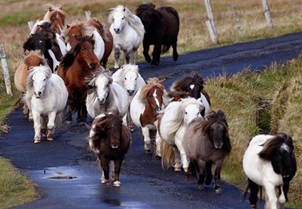 Conoscete l'isola dei mini pony? Esiste!