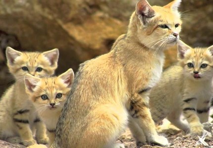 Ripresa per la prima volta una famiglia di gatti delle sabbie