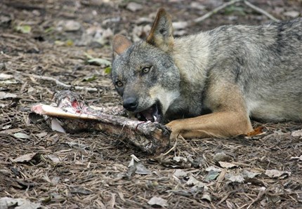 Scoperto l'antenato dei nostri cani