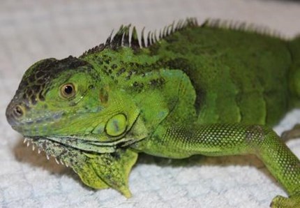 Salvata iguana abbandonata in città