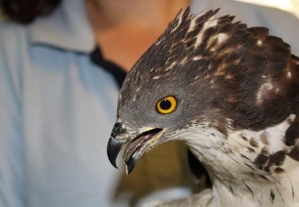 ENPA Milano, i numeri di un anno di soccorso agli animali