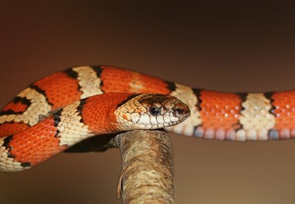 Aiuto! Un serpente gigante nel gabinetto!