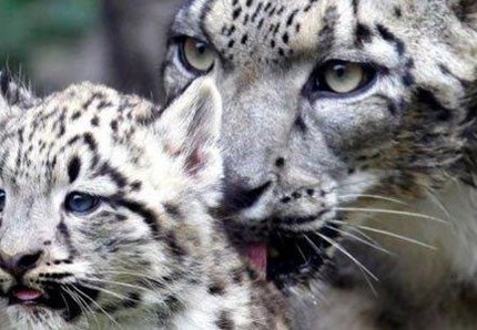 Leopardo delle nevi: ne scompare uno al giorno