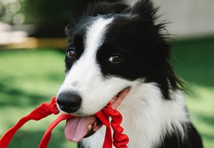 VIDEO: Il cane chiede aiuto al passante per salvare l'amico