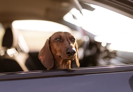 Cane anziano lasciato sul taxi con un biglietto