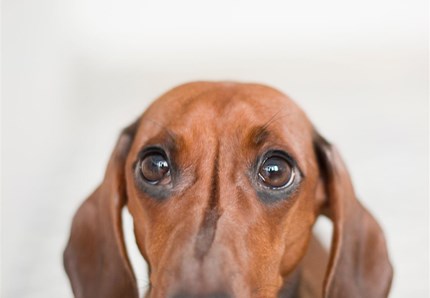 Il cane evita lo sguardo