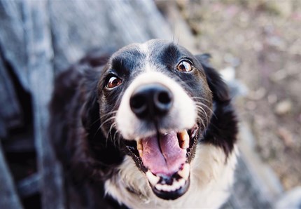 Cane alcolizzato dal padrone