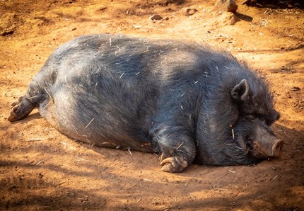 Qui accogliamo gli animali che hanno subito abusi